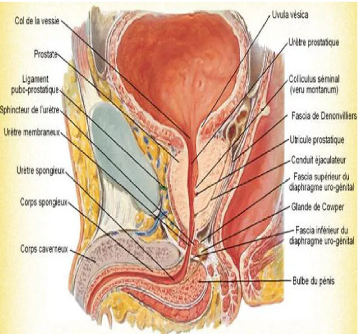 Figure 1: coupe sagittale du bassin montrant les rapports de la prostate [2]. 