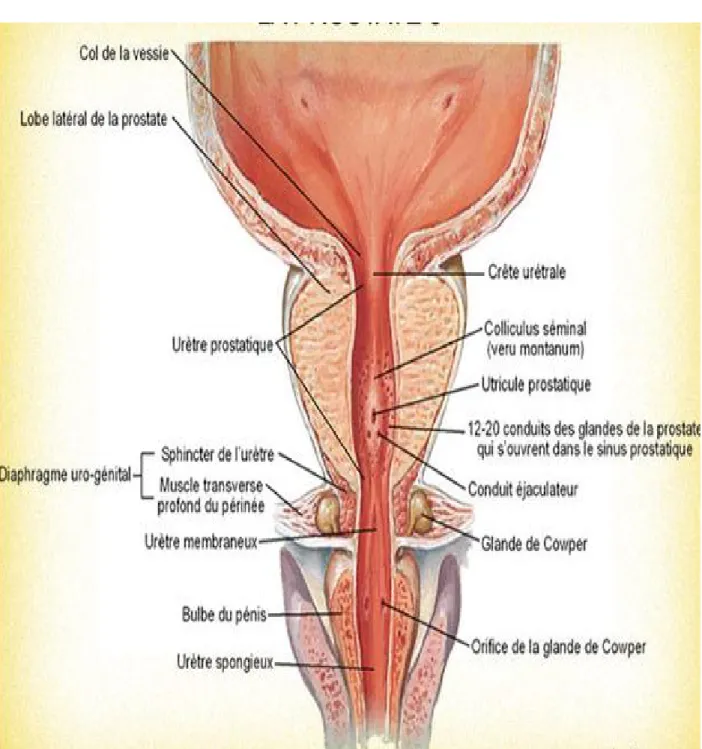 Figure 2 : coupe frontale de la prostate –rapports supero inferieurs [3] 