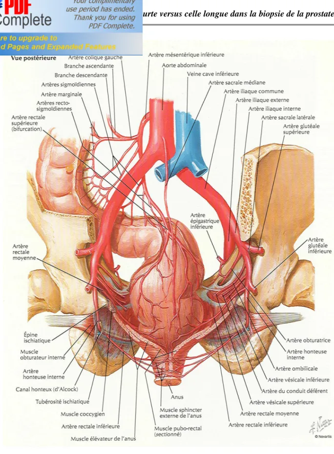 Figure 5 : artères rectales[11] 