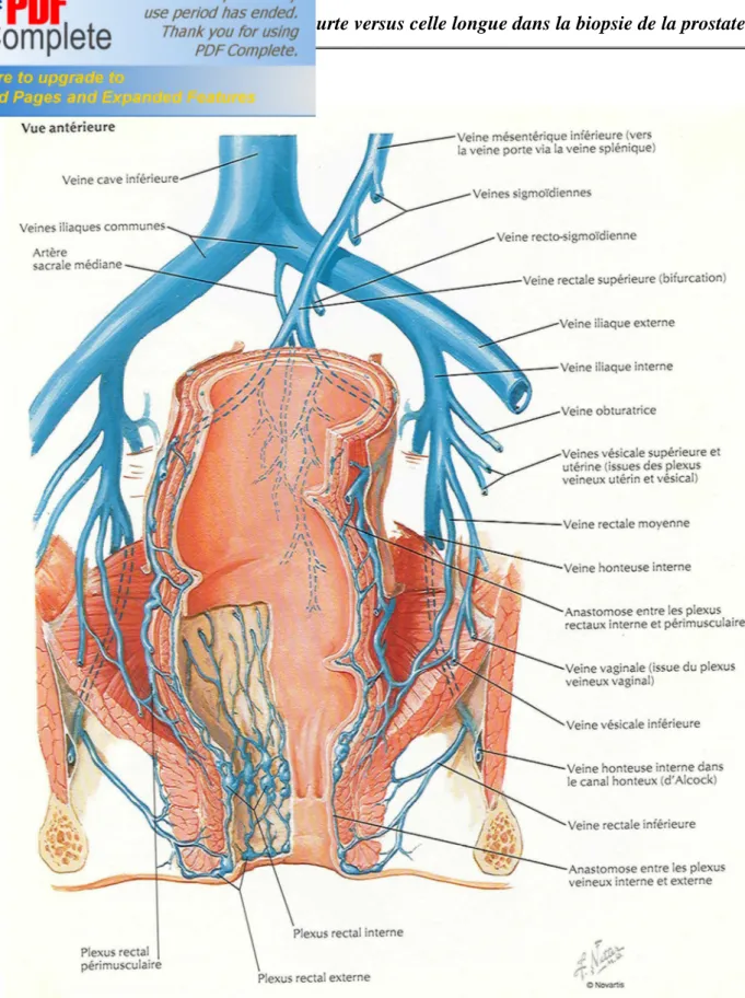 Figure 6 : veines rectales[12] 