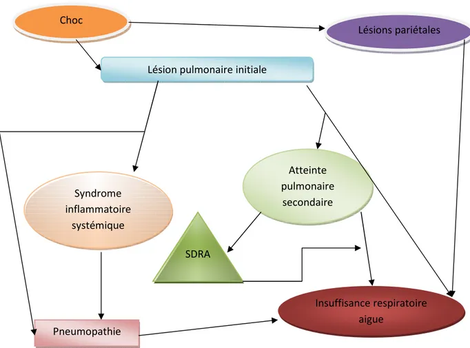 Figure 6 : Schéma montrant la physiologie des contusions  pulmonaires (19) 