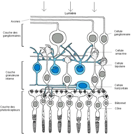 Figure n°1 : Schéma de la rétine présentant ses différents composants 