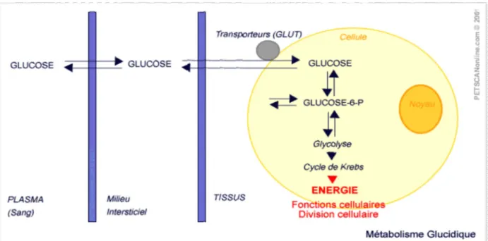 Figure 3: Schéma représentant le devenir du FDG dans la cellule et sa comparaison avec le 