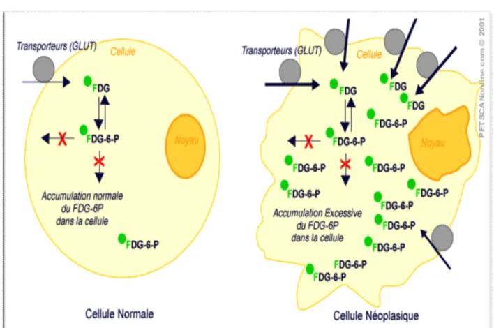 Figure  4:  Mécanisme  d’accumulation  cellulaire  du  FDG-6-Phosphate  en  impasse  métabolique dans la cellule