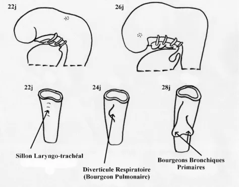 Figure 3: La phase embryonnaire. 