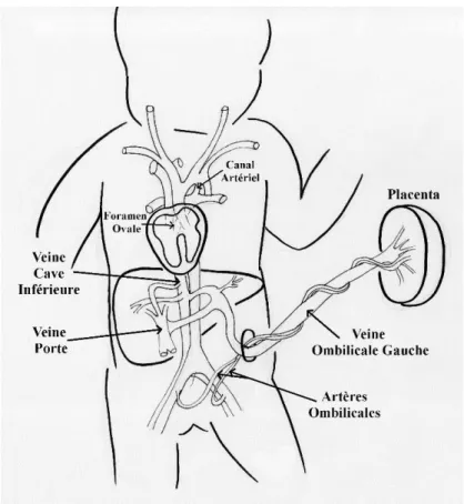 Figure 12: Circulation fœtale. 