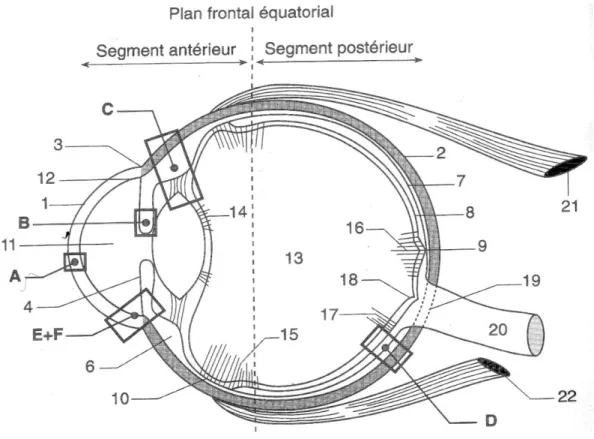 Figure 2 : Coupe sagittale  montrant l’anatomie descriptive de l’œil [8] 