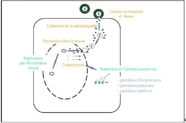 Figure  7 : cycle de réplication : Entrée du virus et transcription des gènes [3]. 