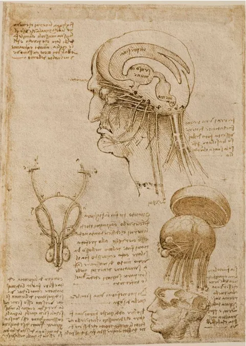 Figure 2: Dessin original de Leonard de Vinci décrivant le système ventriculaire  cérébral (6)