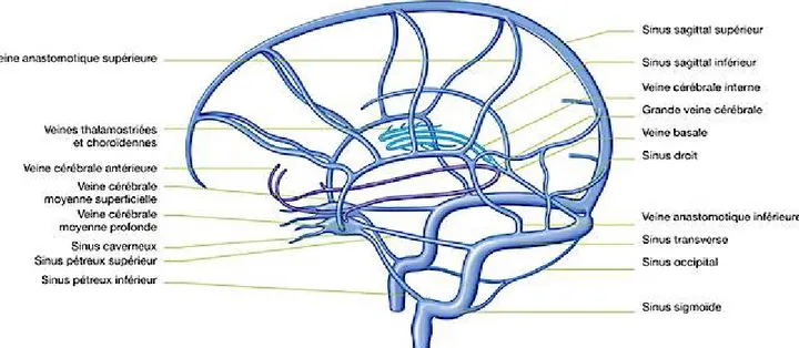 Figure 11: Schéma des sinus veineux cérébraux (12). 