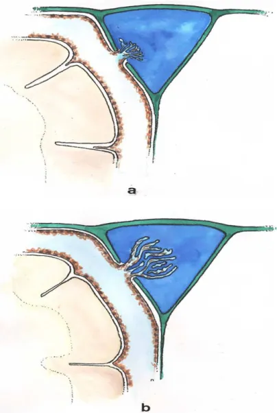 Figure 13: Schéma des villosités arachnoïdiennes au niveau des sinus   veineux crâniens (15)