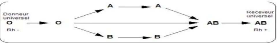 Figure 1: schéma de compatibilités ABO 