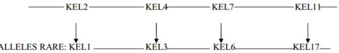 Figure  4 : haplotype original (16). 