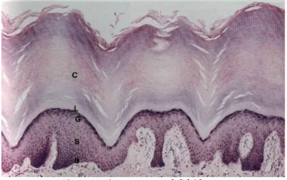 Figure 11: Figure:structure de l’épiderme. 