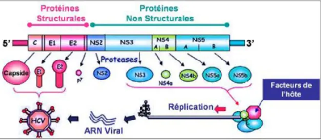 Figure 2 : Organisation génomique du virus de l’hépatite C (VHC). 