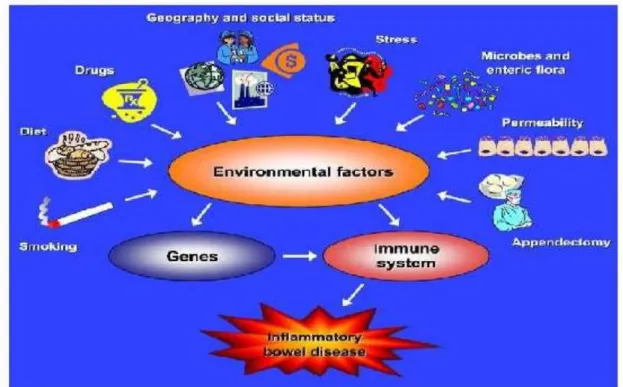 Figure  9  : Impact des facteurs environnementaux sur la pathogénèse des MICI 33] 
