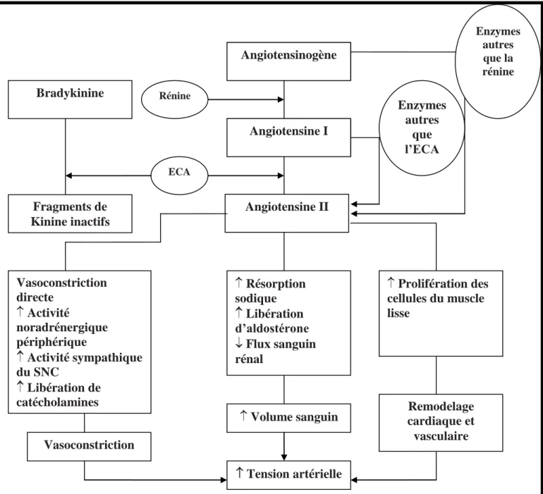 Figure 5  :  Schéma illustrant le rôle des composants du SRA dans la  pathogenèse de l’HTAAngiotensine II  Enzymes autres que l’ECA Fragments de Kinine inactifs Bradykinine Rénine ECA   Prolifération des cellules du muscle lisse  Résorption sodique  Libéra