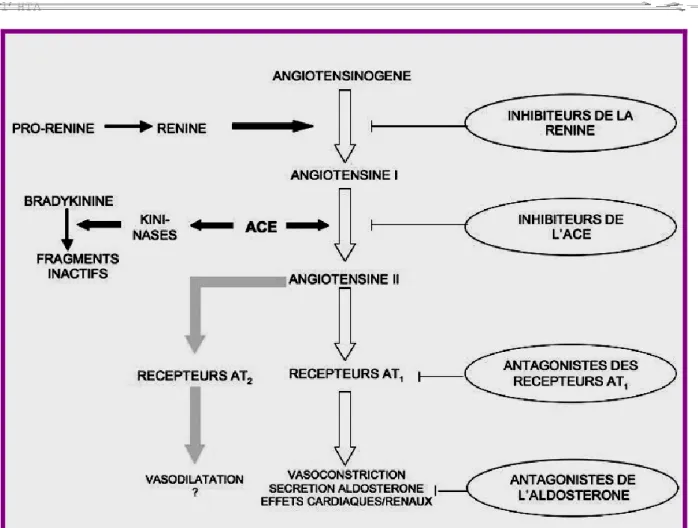 Figure 6 : Illustration du système rénine-angiotensine-aldostérone et des  sites d’action des différentes approches pharmacologiques pour bloquer le 