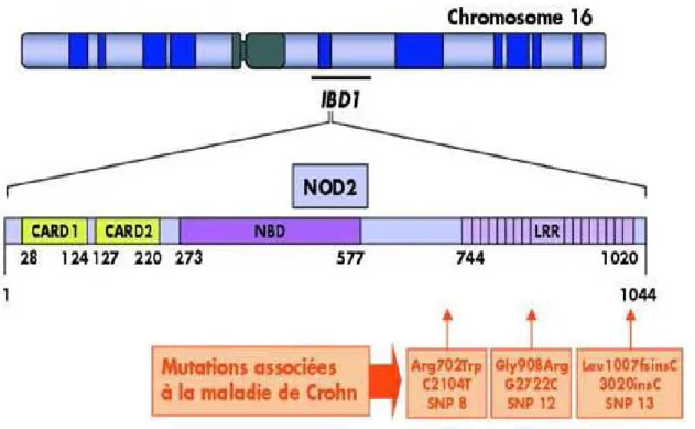 Figure 7 : NOD2/CARD15, mutations associées à la maladie de Crohn [[[[ 28] 