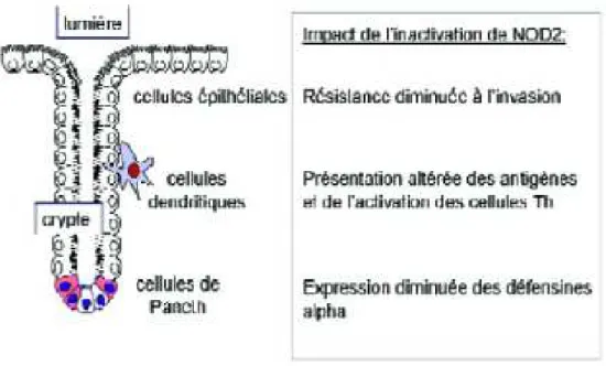 Figure 8 : impact de l’inactivation de NOD2 dans la lumière intestinale  [[[[ 26] 