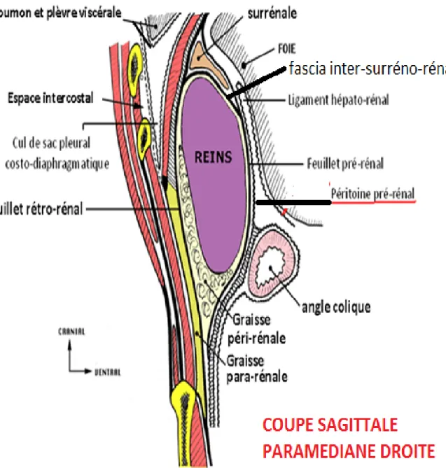 Figure 3 : rapports postérieurs de la glande surrénale 