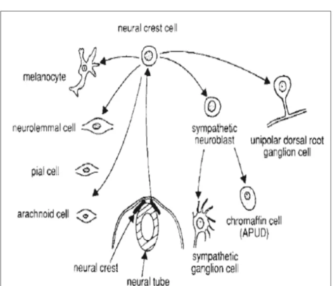 Figure 9 : schéma montrant les voies de différenciation d’une cellule de crête neurale dont  celle donnant naissance aux cellules des ganglions sympathiques et des cellules secrétant les 