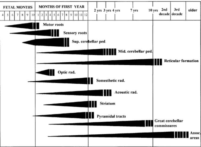 Figure 3 : Cycles de myélinisation dans le système nerveux central au cours du  développement