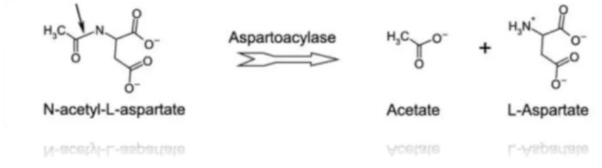Figure 4 : Réaction d’hydrolyse de  l'acide N-acétyl-L-aspartique par  l’aspartoacylase
