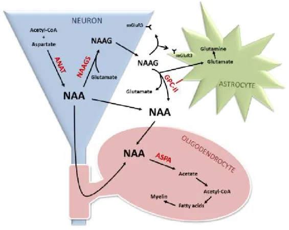 Figure 6: Représentation schématique du métabolisme de NAA  [27] .   NAA :  N-acétyl-L-aspartate;  NAAG :  N-acétyl-aspartylglutamate;  ANAT :  acétyl  CoA  /  aspartate  N-acétyltransférase;  GPC-II :  glutamate  carboxypeptidase II; ASPA : aspartoacylase