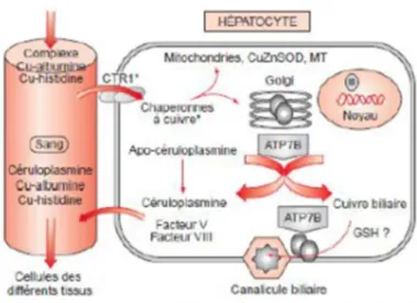 Figure 7 : Métabolisme du cuivre dans l’hépatocyte [12] 