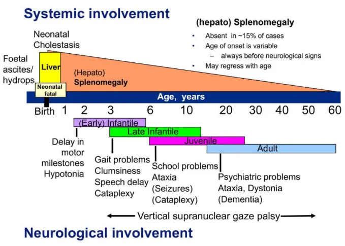 Figure 15 : Représentation schématique des principales formes de la maladie, avec un accent  particulier sur le type et l'âge de l'apparition des premiers symptômes neurologiques (29)