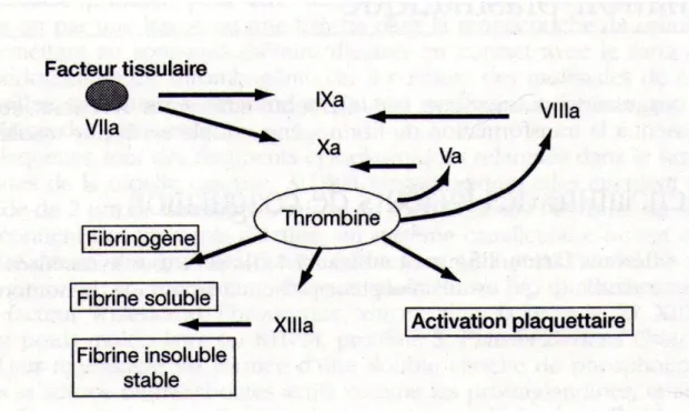 Figure 1 : Activation de la coagulation in vivo 