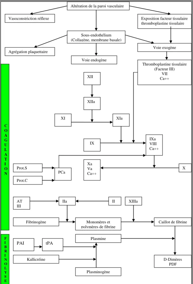 Figure 3 : Physiologie de l’hémostase et de la fibrinolyse 
