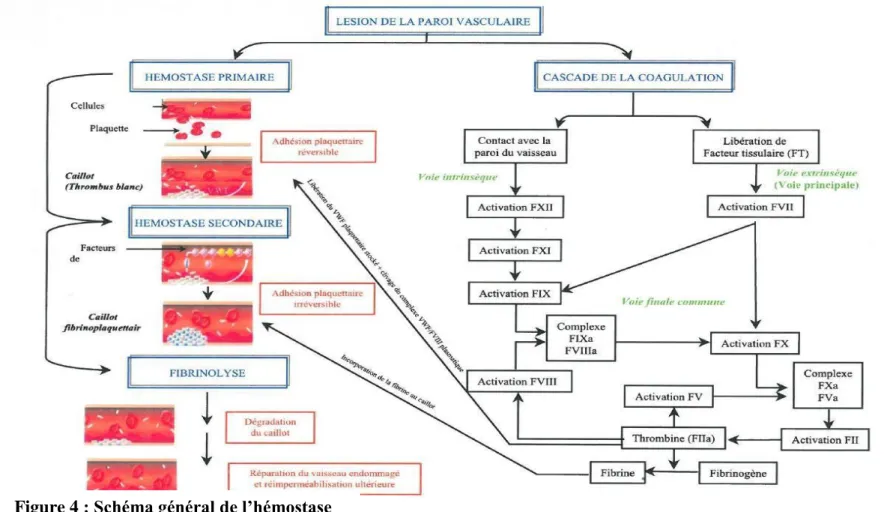 Figure 4 : Schéma général de l’hémostase 