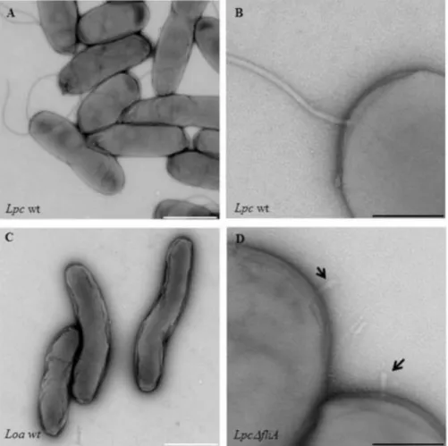 Figure III: Images microscopiques électroniques de souches de type sauvage  de Legionella flagellées et non flagellées comme souche mutante de flagelles