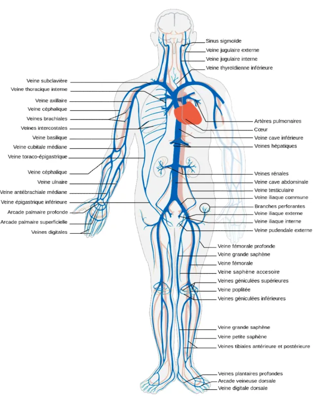 Figure 13  les prinicipales veines de corps 