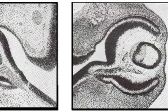 Figure 1-A: Globe oculaire d'un embryon de 9 mm       Figure 1-B : Globe oculaire d’un embryon de  (36-38 jours)                                                               11mm (39-41 jours) 