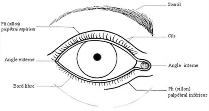 Figure 3: Vue de face des paupières 