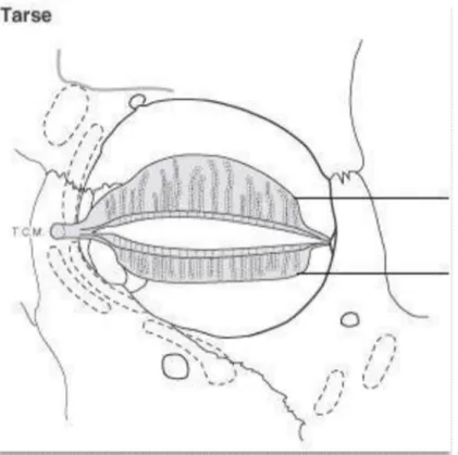 Figure 12: Le tarse est fixé médialement à la branche ascendante du maxillaire (en dehors de  l'orbite) et latéralement à la tubérosité orbitaire latérale (à l'intérieur de l’orbite) (19) 