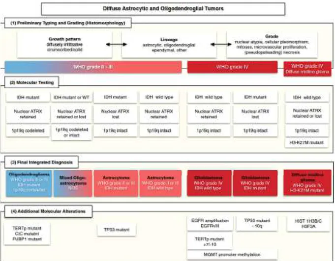 Figure  11:  The  inclusion  of  molecular  markers  led  to  important  changes  in  the  2016  classiﬁcation system of gliomas