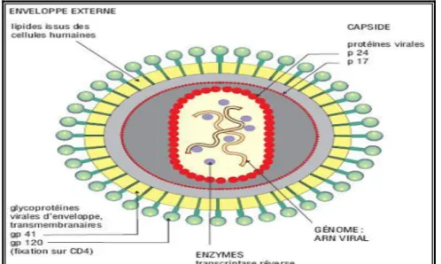 Figure 1 : Structure du VIH (2) 