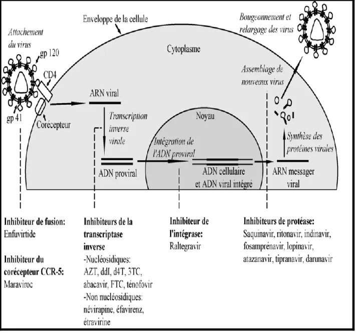 Figure 5 : Cible des antirétroviraux. (21) 