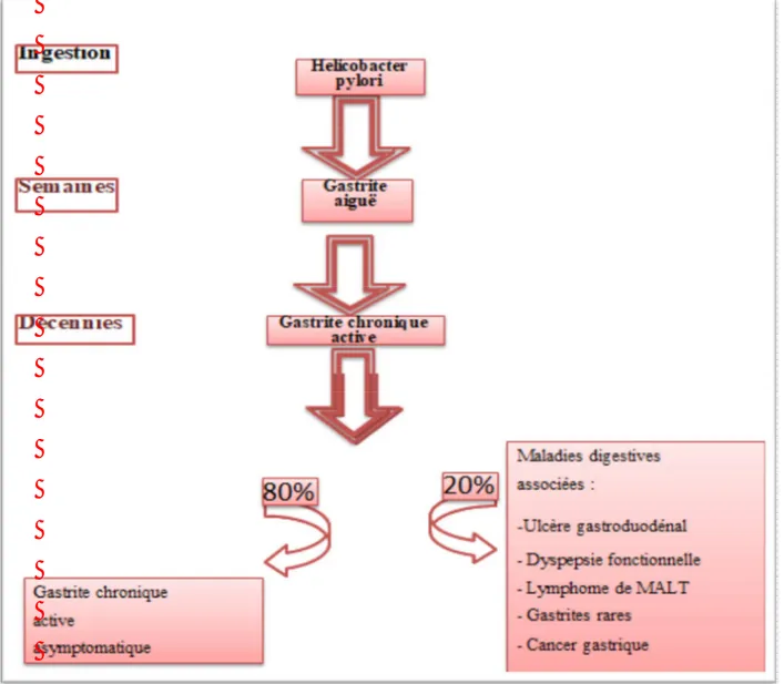 Figure 9: Schéma descriptif de l'infection par H. pylori et affections digestives associées [73]