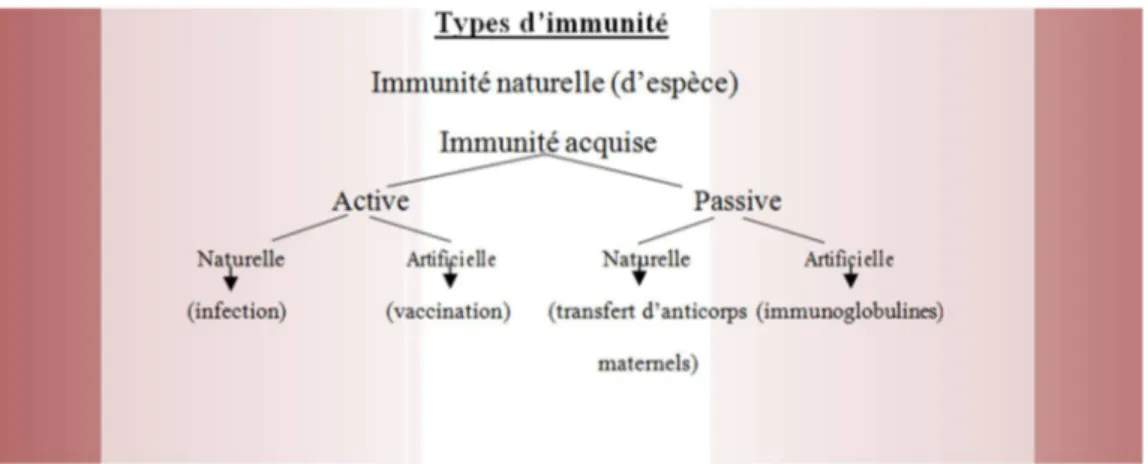 Figure 1: Les différents types d’immunité (1) 