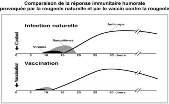Figure 2: Comparaison de la réponse immunitaire humorale provoquée par la rougéole  naturelle et par le vaccin contre la rougeole (14) 
