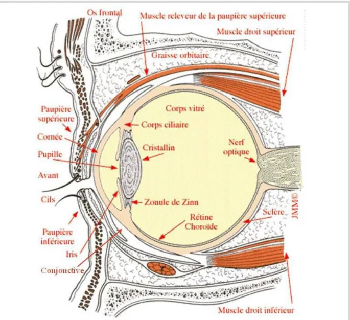 Figure 8 : Coupe anatomique sagittale du globe oculaire [1a]. 