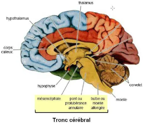 Figure 1 : schéma montrant le tronc cérébral. 