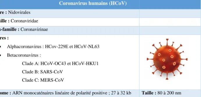 Tableau 1 : Classification et taxonomie, ainsi que le génome et la taille des coronavirus humains  (HCoV) [6] 