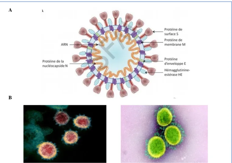 Figure 1. Aspect des particules infectieuses des coronavirus [6] [8] [9] 