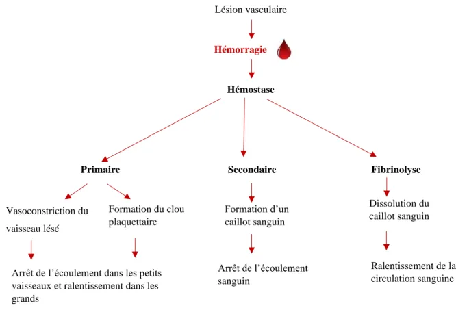Figure 6: Schéma montrant les différentes étapes de l’hémostase [46] 